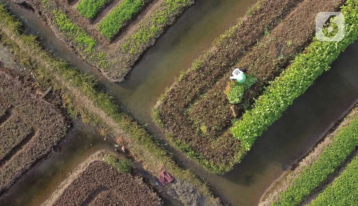 Foto udara aktivitas petani di lahan garapan kawasan Papanggo, Jakarta Utara, Rabu (1/12/2021). Para petani di kawasan tersebut menggantungkan hidup dengan menyewa lahan garapan untuk bercocok tanam sayuran seperti kangkung, bayam, ubi, dan daun kemangi. (Liputan6.com/Helmi Fithriansyah)