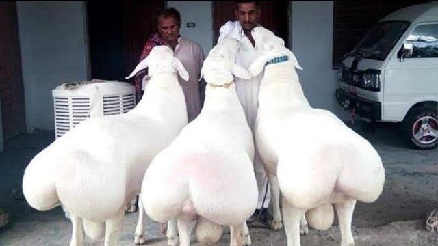 Tren Sentuh Pantat Domba