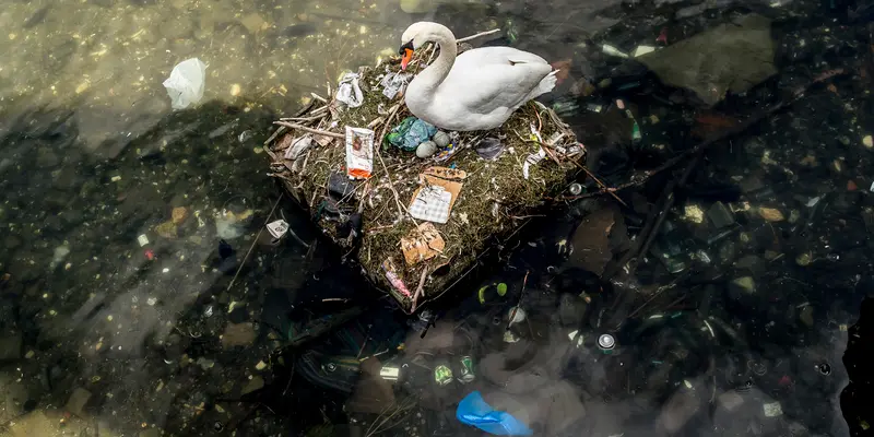 Sampah Jadi Tempat Angsa Bertelur