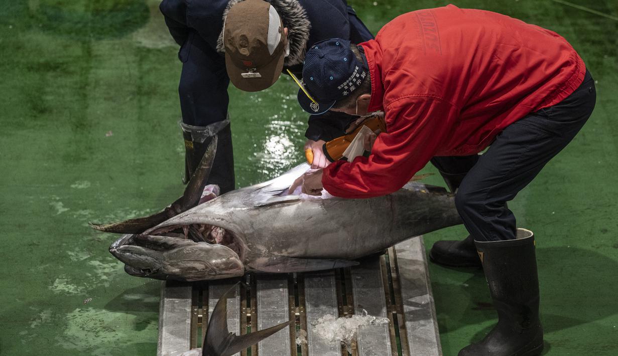 Penjual dan pembeli grosir memeriksa tuna saat mereka menghadiri lelang tuna pertama Tahun Baru di pasar ikan Toyosu di Tokyo (5/1/2023). Sejak pagi ratusan peserta lelang juga turut memeriksa kualitas daging ikan tuna tersebut. (AFP/Richard A. Brooks)