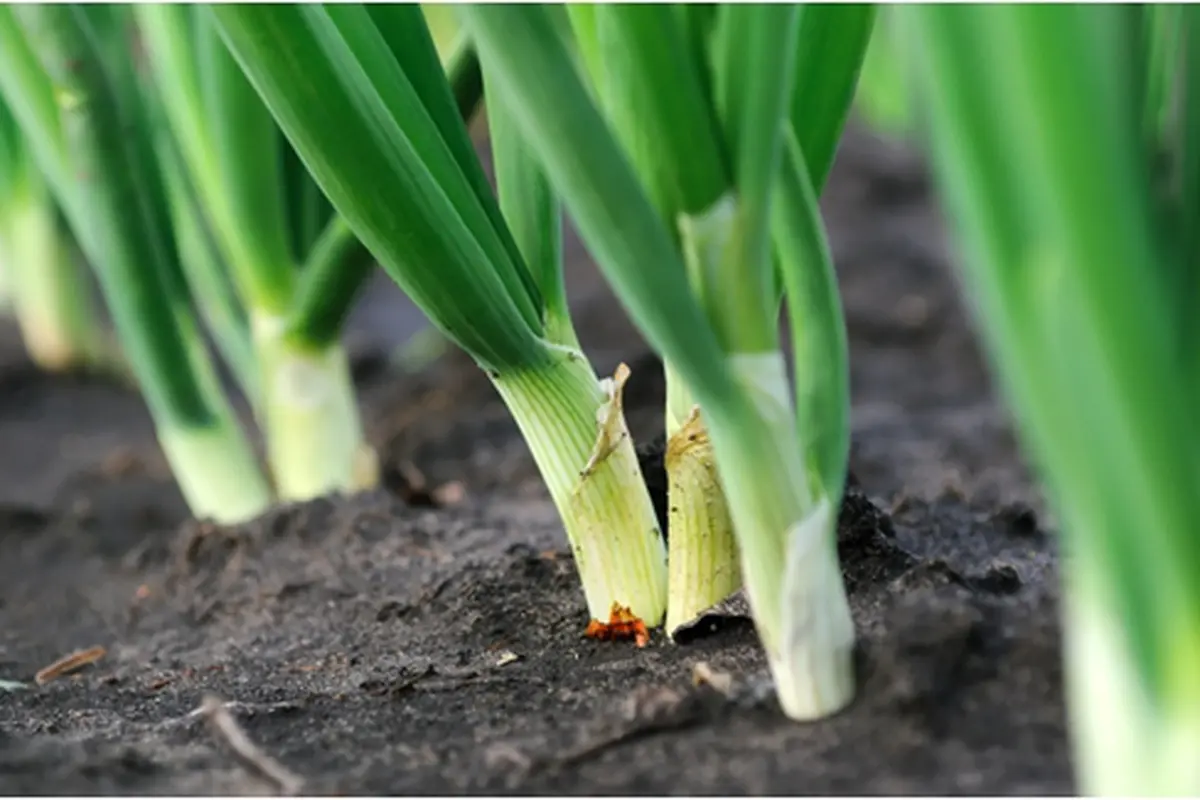 Courtesy ShutterStock.com