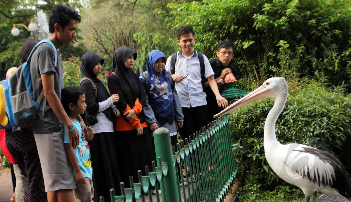 Pengunjung Ragunan tampak melihat Burung Rangkong saat libur Kenaikan Isa Almasih, Jakarta, Kamis (14/5/2015) Jelang Hari Libur panjang Warga Jakarta dan sekitarnya  memanfaatkan liburan ke Tempat Wisata. (Liputan6.com/Helmi Afandi)