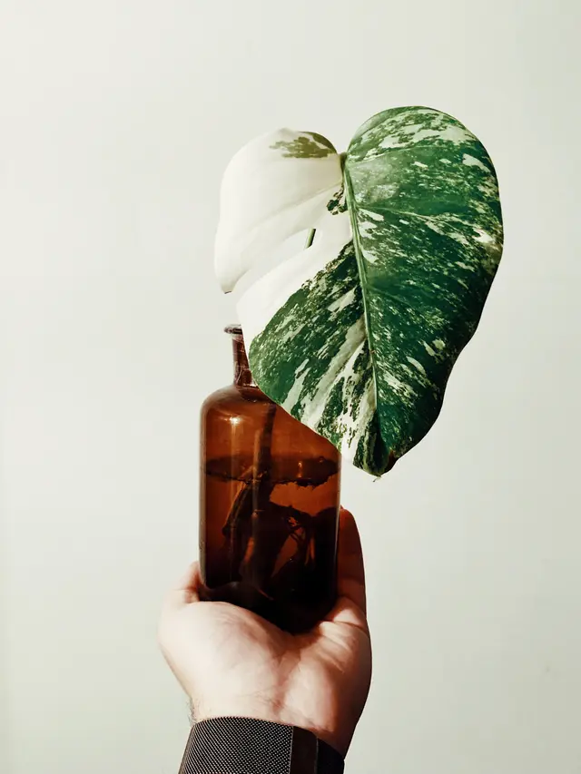 Monstera Variegata