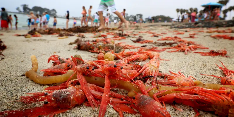 Ribuan Kepiting Merah Terdampar di Pantai California