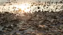 Penampakan ikan mati di tepi Danau Koroneia, Yunani, Kamis (19/9/2019). Kekeringan yang berdampak pada menyusutnya air danau mengakibatkan kurangnya oksigen hingga memicu matinya puluhan ribu ikan di danau tersebut. (AP Photo/Giannis Papanikos)