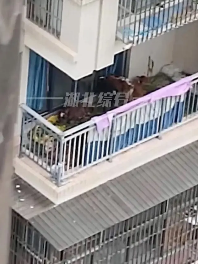Pelihara Sapi di Apartemen