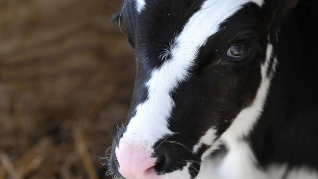 700 Koleksi Gambar Hewan Mirip Kelinci Terbaru