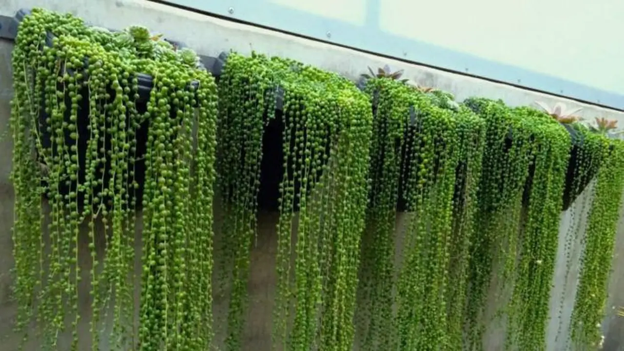 Ivy (Hedera helix)