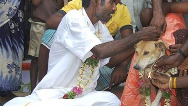 Pria India menikah dengan hewan.