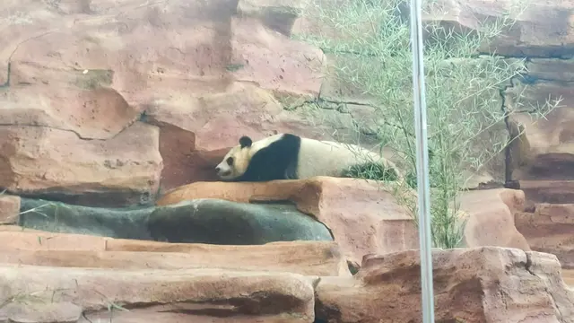 Panda Hu Chun