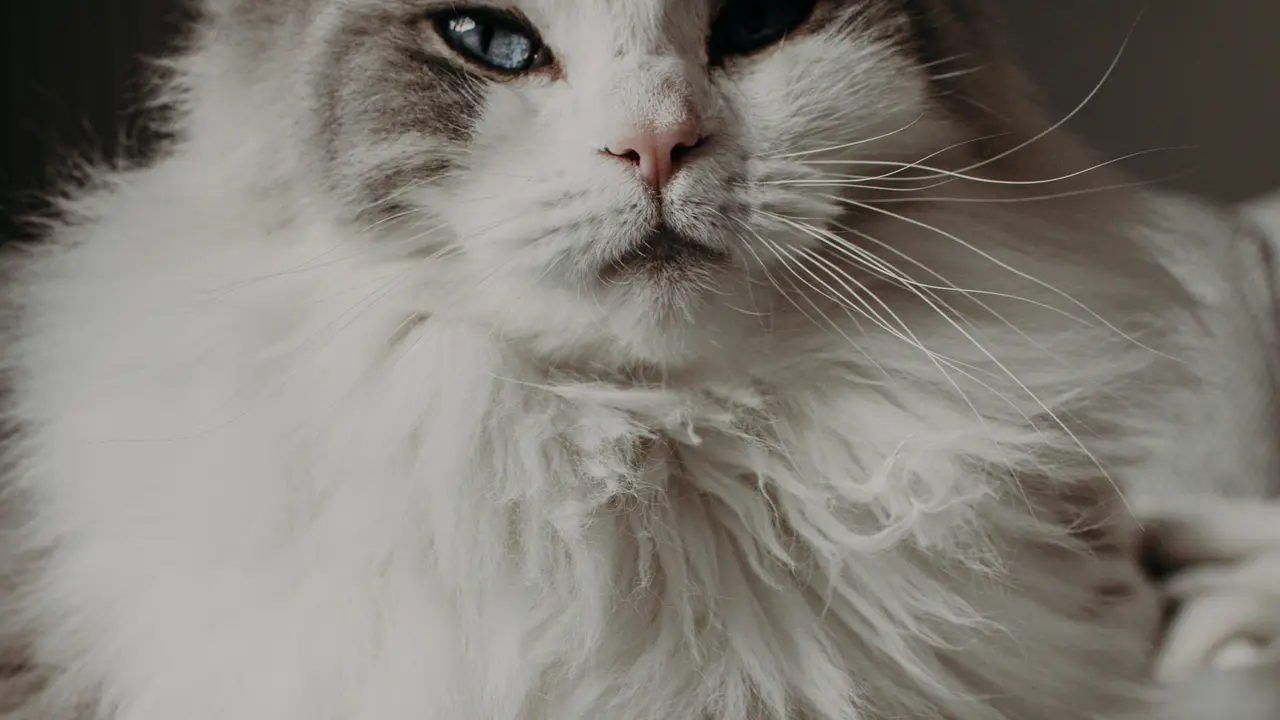 Kucing ragdoll