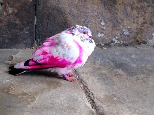 Burung Merpati Berbulu Pink Di Kota Stockport Global Liputan6 Com