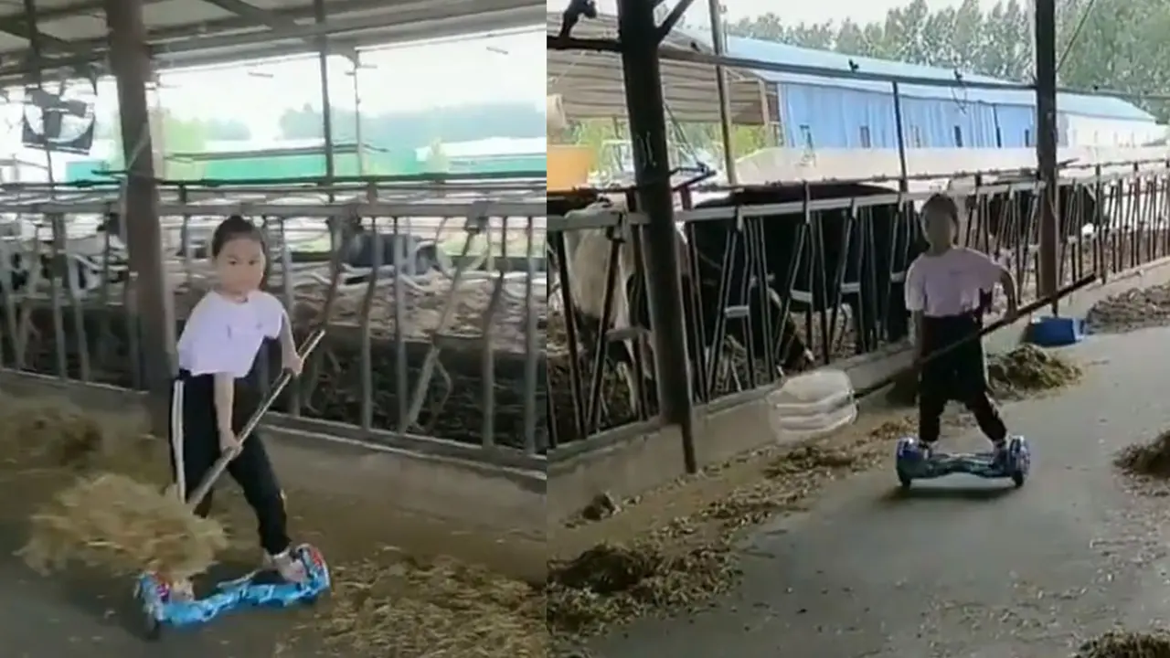 Kasih makan sapi