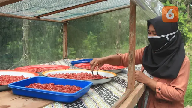 Kurma Tomat