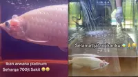 Viral Ikan Arwana Platinum Senilai Rp 700 Juta Mati, Bikin Hati Miris