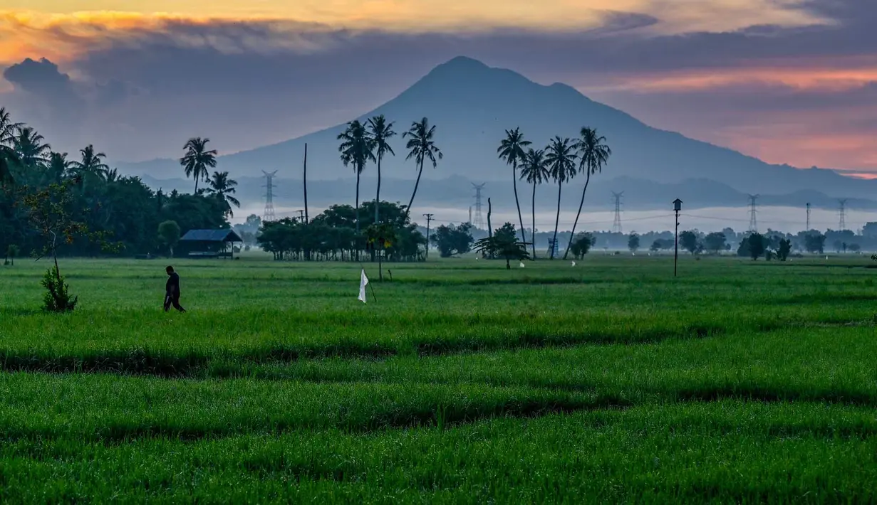 Petrani  berjalan di sawah saat matahari terbit di Samahani, Provinsi Aceh,  Jumat, 24 Juli 2026. (AFP/ Chaideer Mahyuddin)