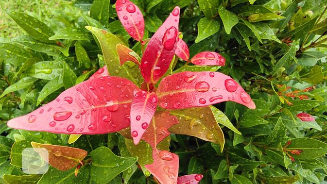 Hasil foto dari lensa makro super Vivo V20 (Foto: Andina Librianty/Liputan6.com)