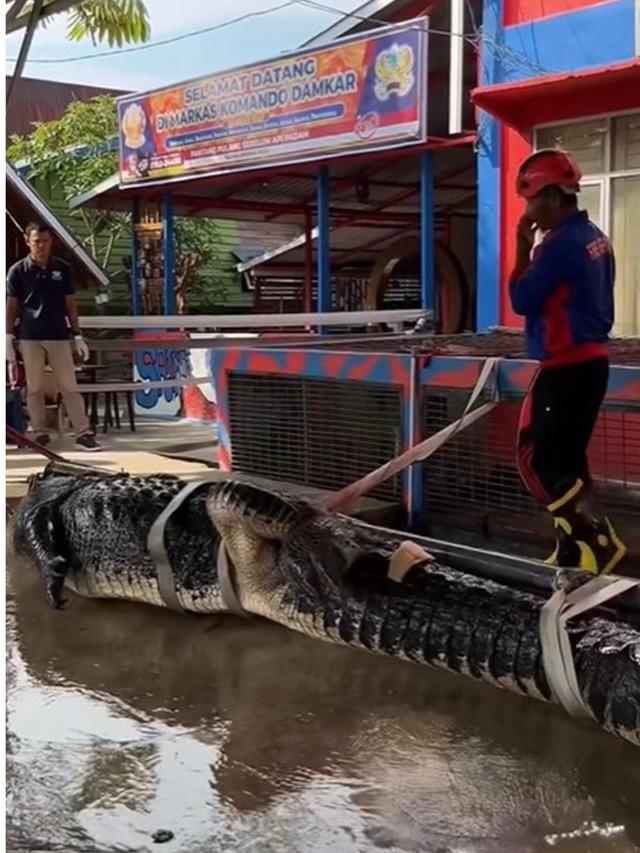 Viral Evakuasi Buaya Raksasa 5,7 Meter di Inhil Riau, Libatkan Puluhan Warga