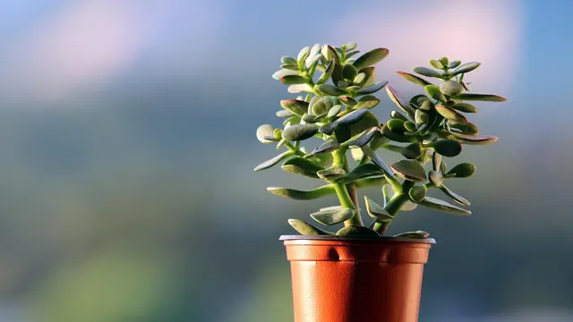 Mini ornamental plants