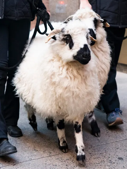 <p>Dua ekor domba diantar oleh pawangnya menuju pemberkatan hewan dari adegan 'Living Nativity' untuk Radio City Christmas Spectacular di New York, Amerika Serikat, Kamis (2/11/2023). (AP Photo/Peter K. Afriyie)</p>