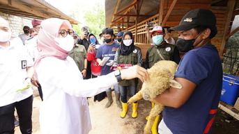 Pakan Melimpah, Puluhan Kaum Muda di Desa Kebunrejo Ikut Beternak Domba