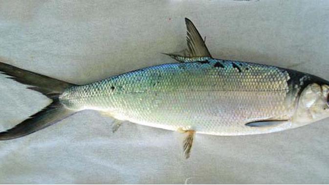 Mengenal Jenis Ikan Air Tawar Part 10 Lifestyle Fimela Com