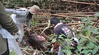 drh. Feny Reny Rimporok saat melakukan pemeriksaan satwa di Hutan Taman Nasional Bogani Nani Wartabone (Arfandi Ibrahim/Liputan6.com)