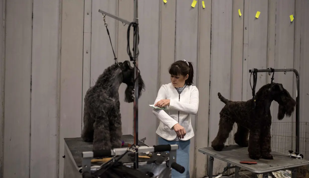 Seorang wanita bersiap menunjukkan anjing miliknya selama pada hari kedua pertunjukan anjing Crufts di National Exhibition Centre di Birmingham, Inggris tengah, (9/3). (AFP Photo/Oli Scarff)