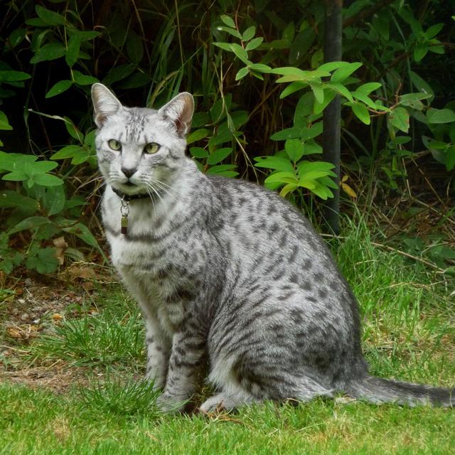 Egyptian Mau