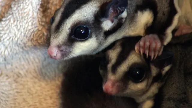 Ilustrasi Sugar Glider