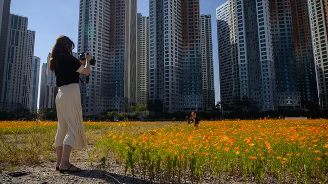 Hamparan Oranye Bunga Cosmos