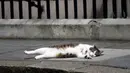 Larry, kucing berstatus PNS, sedang tiduran di trotoar depan kantor PM Inggris, Downing Street 10 di London, Rabu (13/7). Downing Street memang telah memiliki sejarah panjang dengan mengadopsi kucing pemburu tikus sejak 1920-an. (REUTERS/Toby Melville)