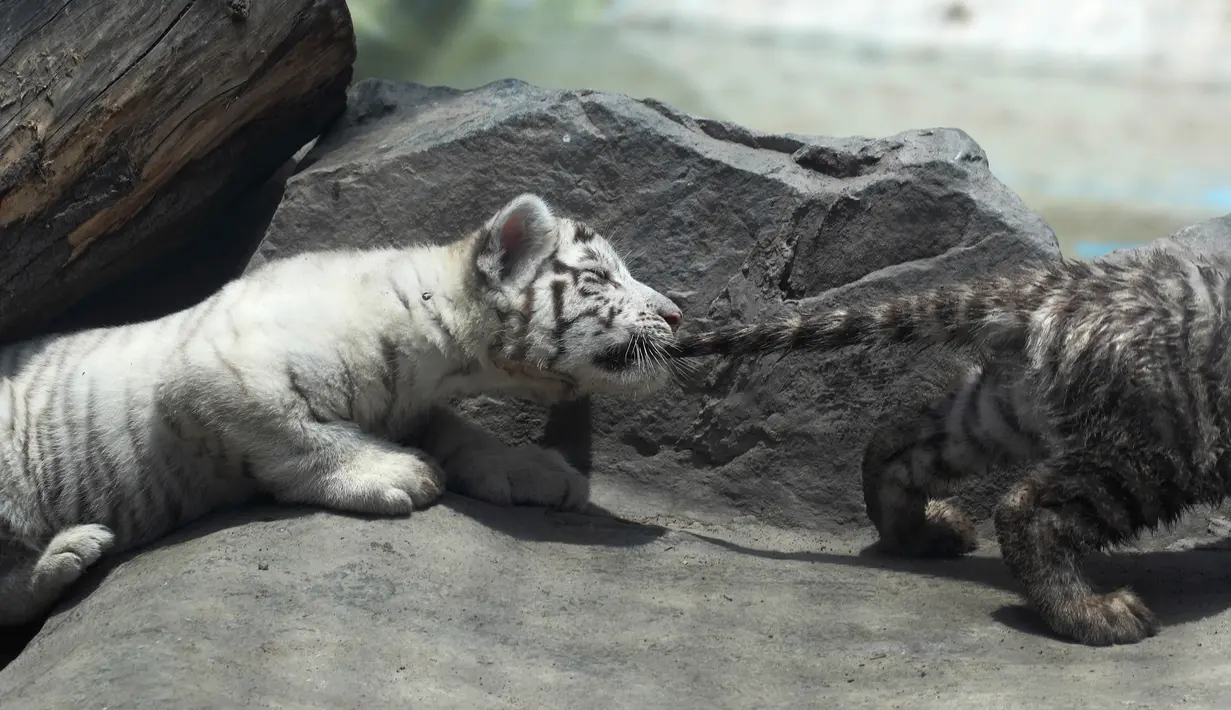 Seekor anak harimau bengal menggigit ekor saudaranya saat bermain di Kebun Binatang Huachipa, Lima, Peru, Selasa (30/10). Pihak bonbin membuka kompetisi untuk memberikan nama bagi tiga bayi berusia 8 minggu dari induk bernama Clarita. (AP/Martin Mejia)
