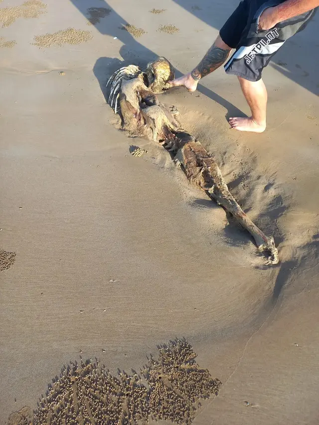 kerangka mirip mermaid di pantai Australia