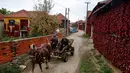 Warga menaiki kereta yang ditarik oleh kuda ketika melintas di dekat rumah yang temboknya penuh dengan gantungan paprika merah untuk dikeringkan, di Desa Donja Lakosnica, Serbia, 6 Oktober 2016. (REUTERS/Marko Djurica)