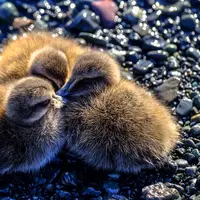 Hewan asli New Zealand. (Foto: Francesco Ungaro on Unsplash)