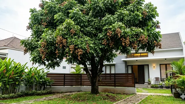 Pohon Kelengkeng Depan Pagar