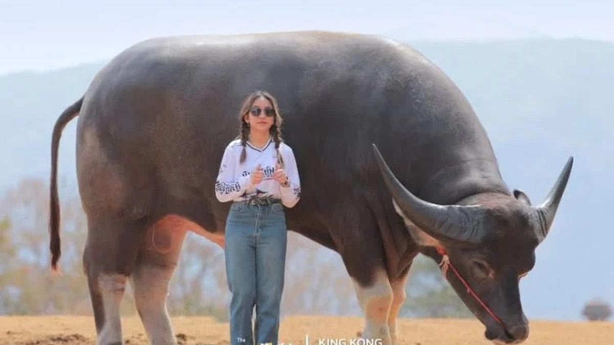 Dinamai King Kong, Ini Kerbau Tertinggi di Dunia yang Ramah