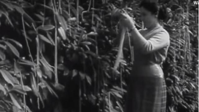 BBC membuat tipuan pohon spageti pada April Mop (screen grab BBC: https://youtu.be/tVo_wkxH9dU)