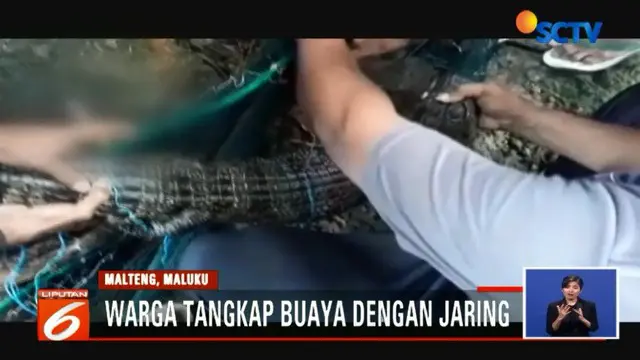 Tangkap Buaya 1,5 Meter Pakai Jaring, Warga Maluku Heboh