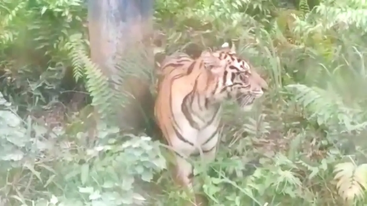 Harimau Sumatra yang muncul di pipa minyak PT BOB Kabupaten Siak yang berada di Taman Nasional Zambrud.