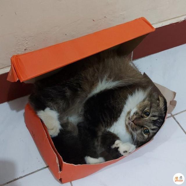 10 Potret Kucing Memaksa Masuk Kardus Ini Bikin Gemas, Enggak Sadar Ukuran