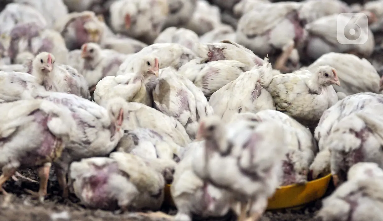 Sejumlah ayam berada di agen ayam potong kawasan Cipinang Melayu, Jakarta Timur, Senin (19/12/2022). Saat ini, harga ayam potong dijual Rp 33.000 - Rp 40.000 per kilogram, naik dibandingkan bulan lalu sekitar Rp 25.000 - Rp 30.000 per kilogram. (merdeka.com/Iqbal S. Nugroho)