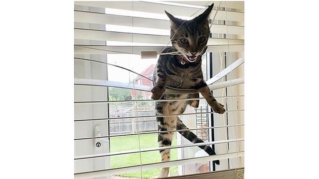 Tingkah kucimg (Sumber: Boredpanda)