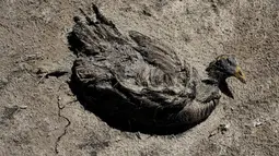 Bangkai burung yang mati akibat kekeringan di danau Poopo, La Paz, Bolivia, (17/12). Danau yang mengering ini tidak hanya mengakibatkan ribuan ikan dan hewan lain mati. (REUTERS/David Mercado)