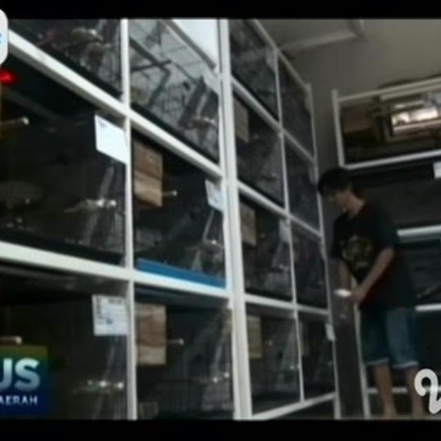 Video Pemuda Surabaya Raup Omzet Rp 200 Juta Berkat Ternak Lovebird Surabaya Liputan6 Com