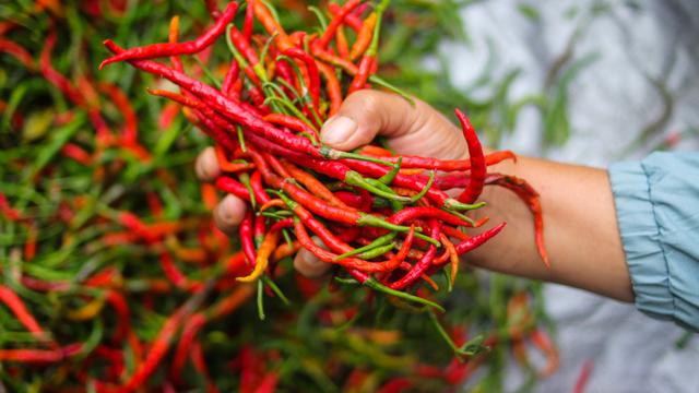 Resep Sambal Terasi Rumahan: Tips agar Tahan Lama dan Kreasi Sajian yang Menggugah Selera