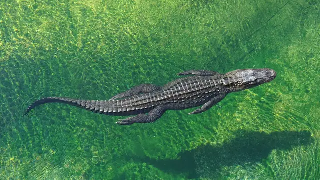 Buaya - Vania