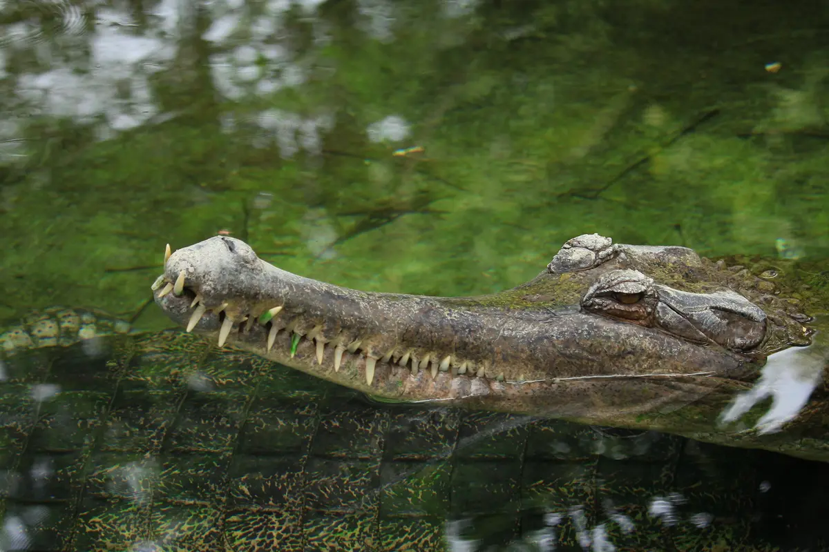 buaya