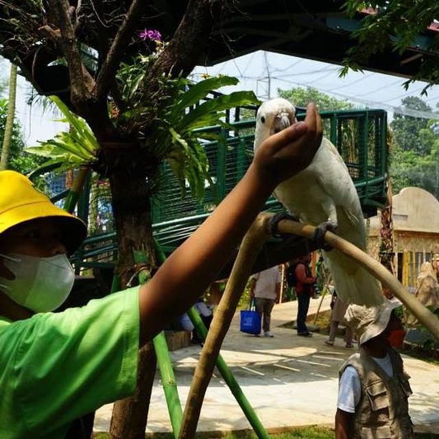Wahana baru Jakarta Bird Land di kawasan Taman Impian Jaya Ancol